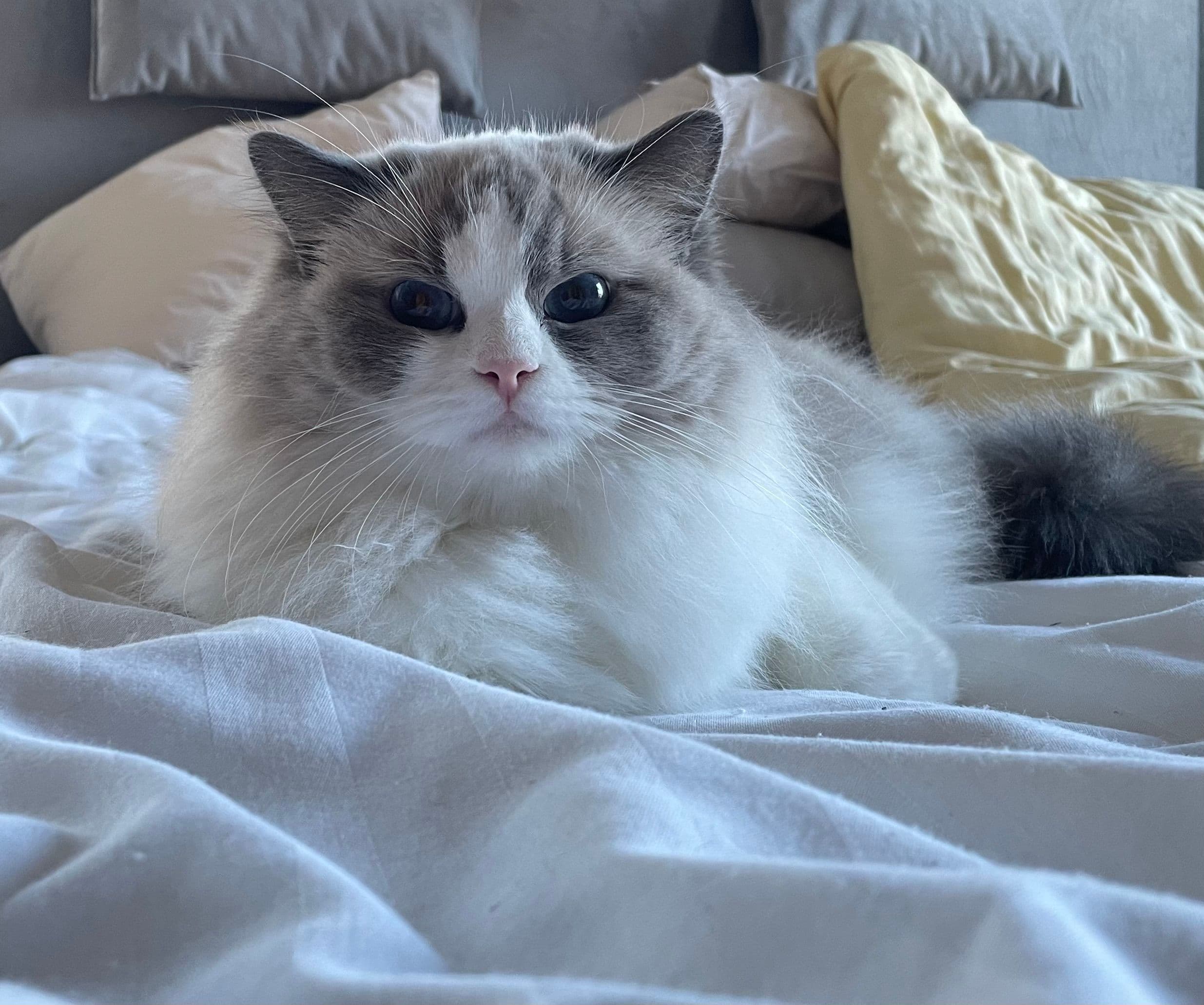 Bild på katten Miss Moneypenny