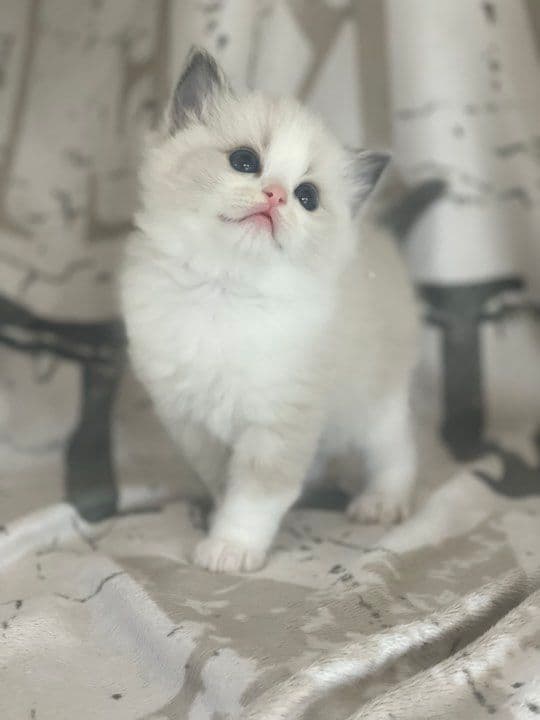 Bild på kattungen Wendeltassens Kia