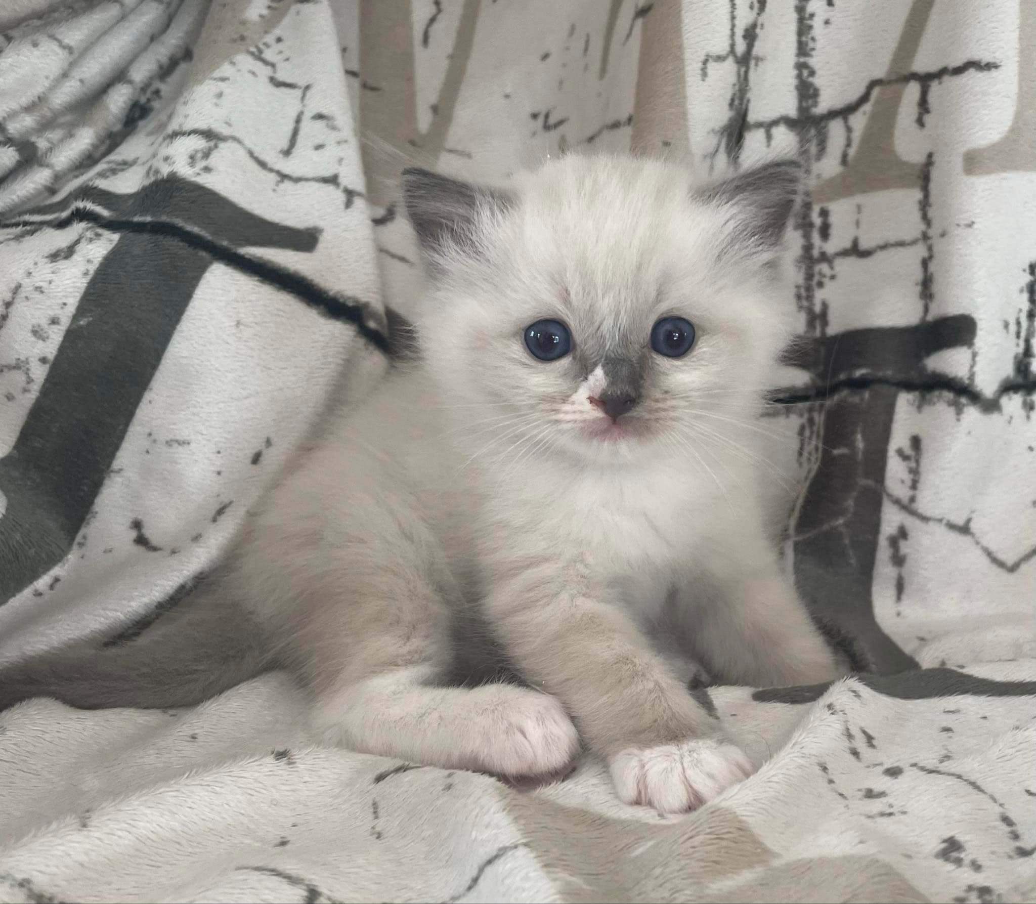 Bild på kattungen Wendeltassens Morris