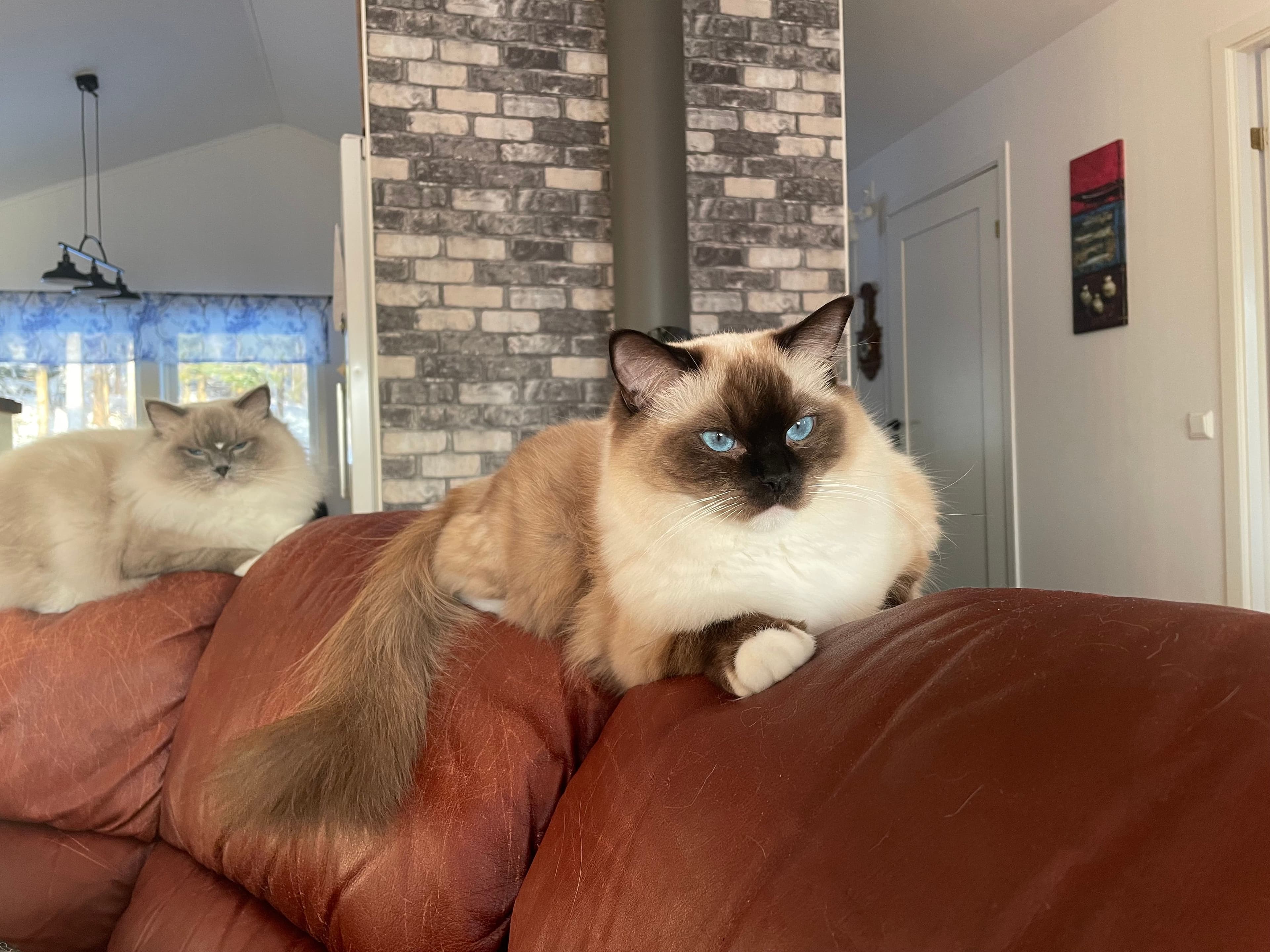 Bild på katten Hera