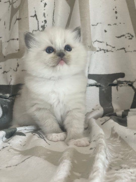 Bild på kattungen Wendeltassens Tesla