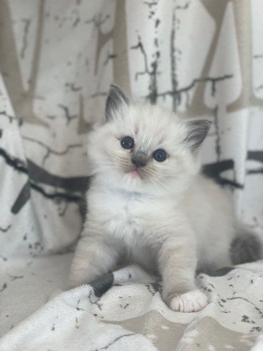 Bild på kattungen Wendeltassens Acura