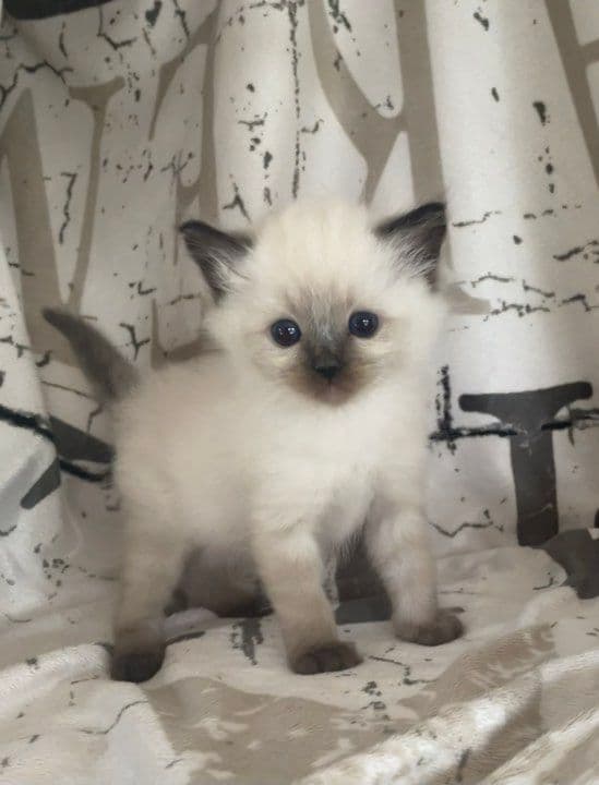 Bild på kattungen Wendeltassens Mini