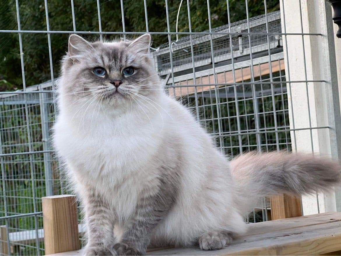 Bild på katten S*FunHouse's Lexie